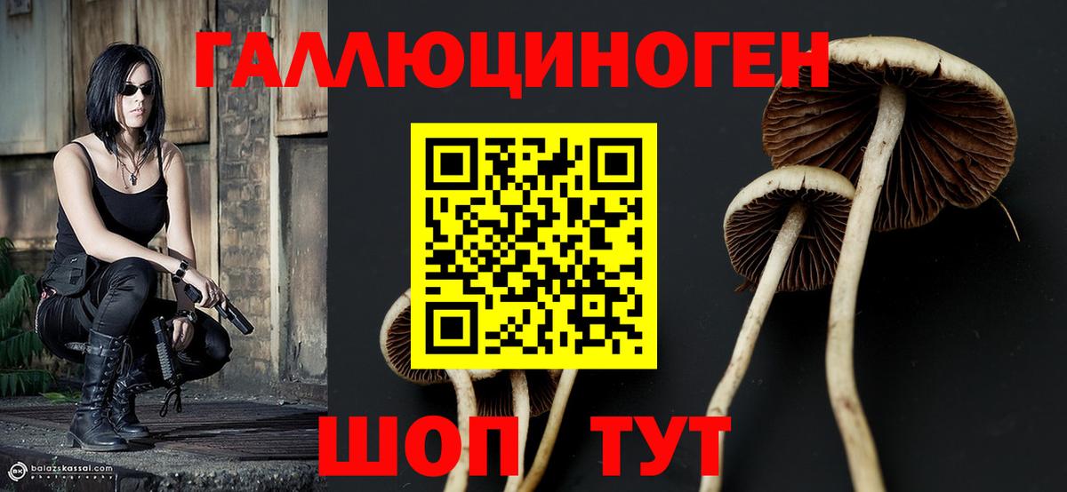 Псилоцибиновые грибы Psilocybe Видное